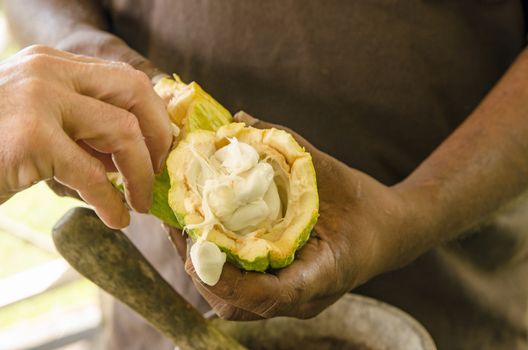 Fresh cocoa beans being taken from a recently opened pod.  The seeds from Theobroma cacao can produce cocoa butter and chocolate.