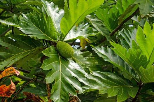 Breadfruit, latin name Artocarpus altilis, ripening on a tree in Tobago.  