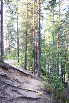 Pine forest slope landscape. Coniferous wood trees. Summer romantic nature.