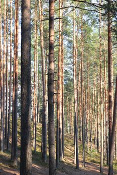 Pine forest landscape. Coniferous wood trees. Summer romantic nature.