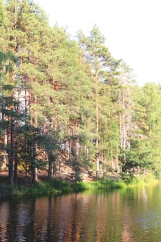 Pine forest landscape. Coniferous wood trees. Summer romantic nature.
