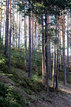 Pine forest slope landscape. Coniferous wood trees. Summer romantic nature.