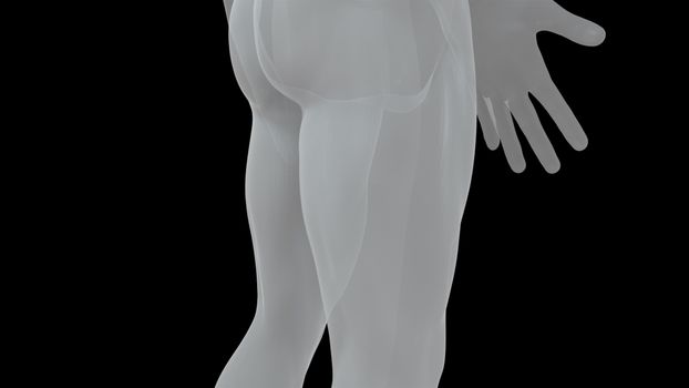 Model of the human body from head to toe, computer generated. 3d rendering transparent male figure. The digital backdrop