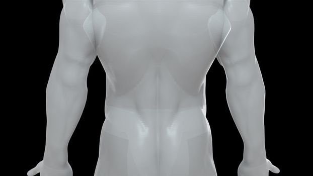 Model of the human body from head to toe, computer generated. 3d rendering transparent male figure. The digital backdrop