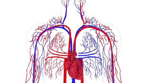 Rotating model of the human circulatory system from head to toe. 3d rendering blood vessels. The medical background, computer generated.