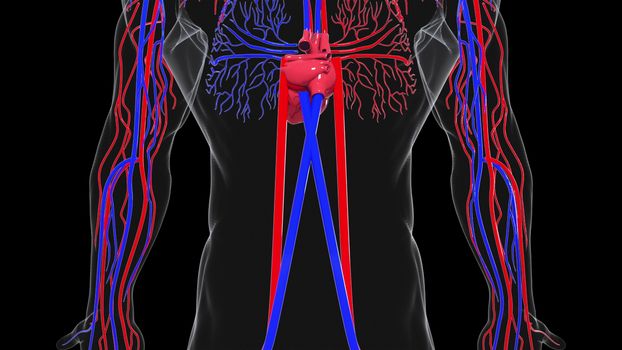 Rotating model of the human circulatory system from head to toe. 3d rendering blood vessels. The medical background, computer generated.