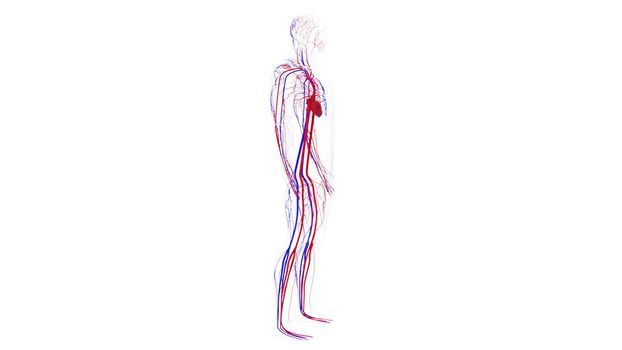 Anatomy of the human circulatory system from head to toe, computer generated. 3d rendering blood vessels. The medical background