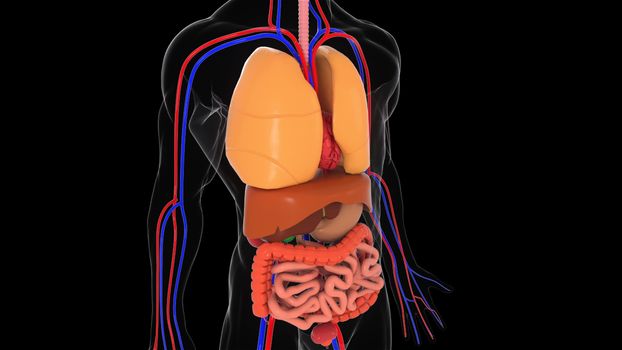 Anatomy human body model, 3d rendering background, part of human body model with organ system, medical concept