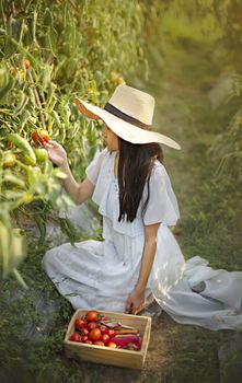 Asian cute little girl with red tomatoes, harvesting fresh vegetables in garden