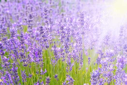 Beautiful nature background - intensely blooming lavender field in the sunlights