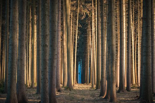 Spooky dark forest scene with dark and creepy looking trees lining a dark path