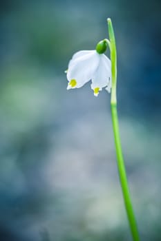 Leucojum vernum or spring snowflake - blooming white flowers in early spring in the forest, closeup
