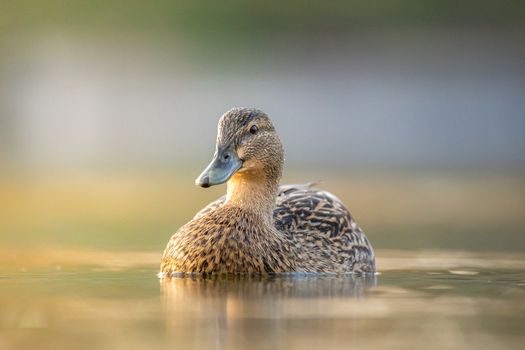Female mallard duck. Portrait of a duck with reflection in clean blue lake water swimming during sunset.