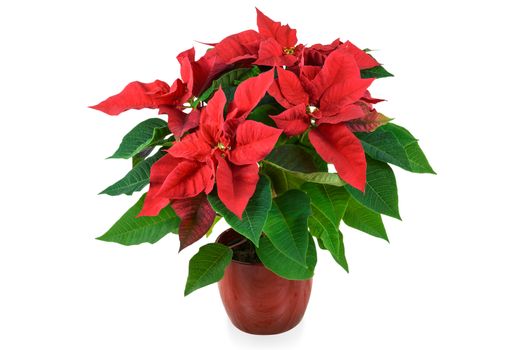 Blooming red Christmas Poinsettia flower in close-up isolated on a white background (high details)