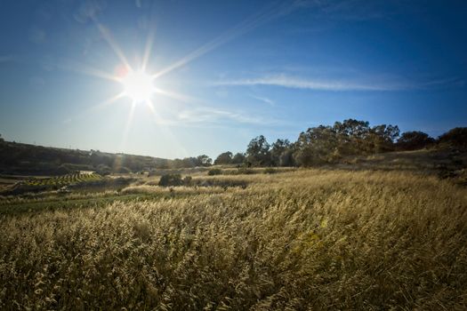 Gentle sloping ountryside fields in the late afternoon in Malta