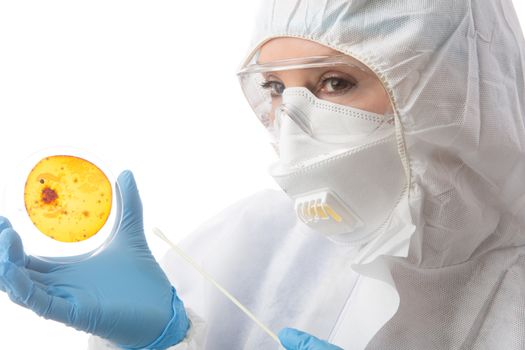 Female scientist or laboratory worker holding a culture plate with bacteria or viruses growing
