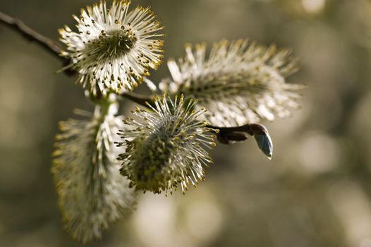 Close up image of pussy willow blossom on the tips of tree branches in the Spring.