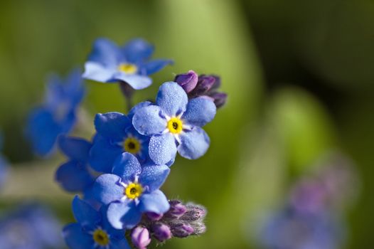 Close-up view of a blue forget-me-not flower, latin name myosotis sylvatica, with space for copy.