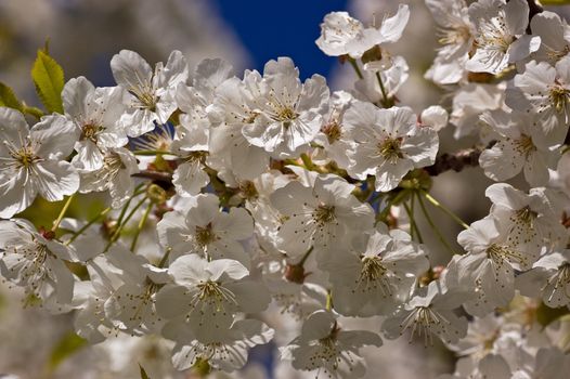 Close-up of white blossom on a cherry tree.