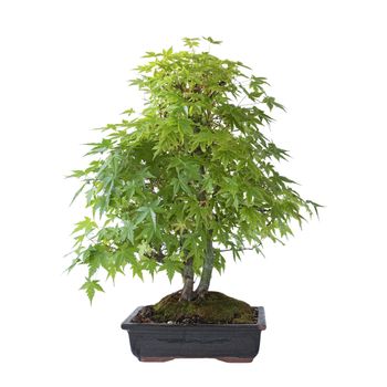 beautiful japanese maple bonsai in spring colors, isolated over white background ( Acer palmatum )