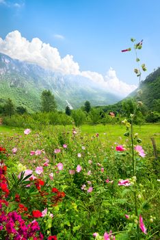 Idyllic summer day in the Durmitor National park. Montenegro