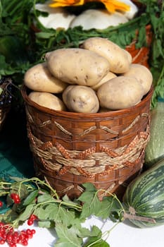 basket of potatoes on the table outdoor on holiday of harvest
