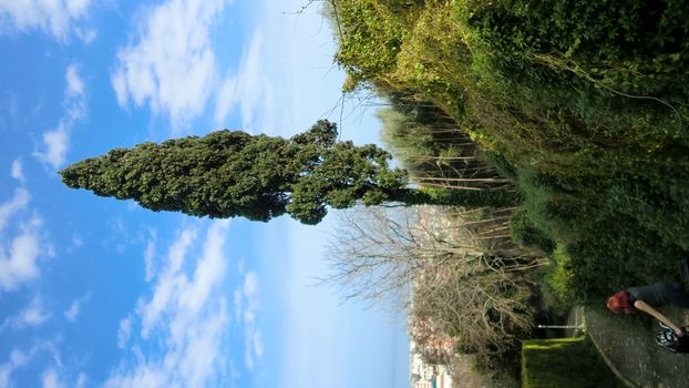 Pine tree within the Italian city of Giulianova.