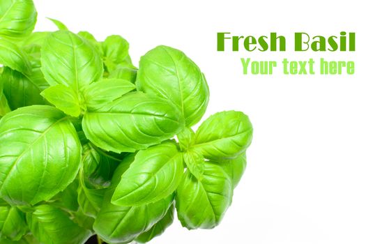 Closeup of fresh basil leaves isolated on a white background with copy space place.