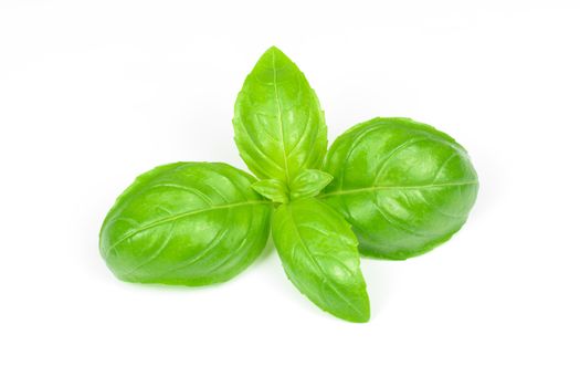 Closeup of fresh basil leaves isolated on a white background.