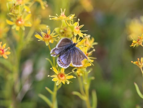 Close up of Plebejus idas, the Idas blue or northern blue butterfly