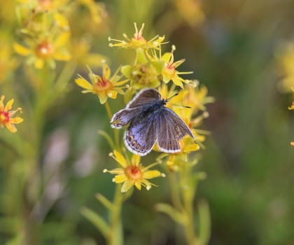 Close up of Plebejus idas, the Idas blue or northern blue butterfly