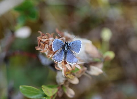 Close up of Plebejus idas, the Idas blue or northern blue butterfly