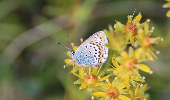 Close up of Plebejus idas, the Idas blue or northern blue butterfly