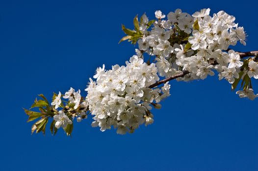 A flowering cherry tree bursting with white blossom in the spring.