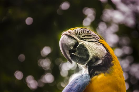 The mangroves that surround Guayaquil, next to the Guayas River, are populated by parrots