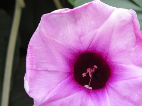 Argyreia nervous. Purple creeper flower in close up, outside area - Elephant creeper