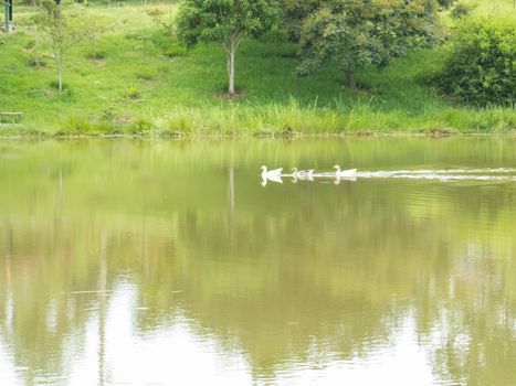 Row of ducks swimming in a tranquil lake with reflection in the water in the background green woods.