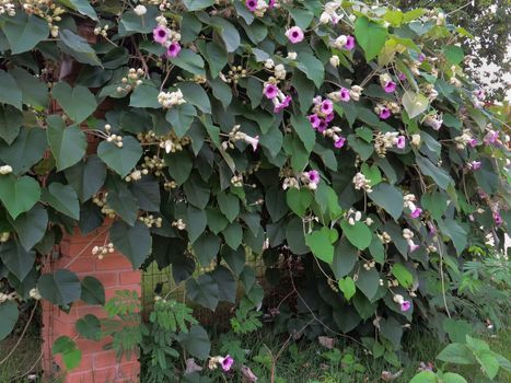 Argyreia nervous. Wall covered with the Elephant creeper, with several flowers and lush foliage.