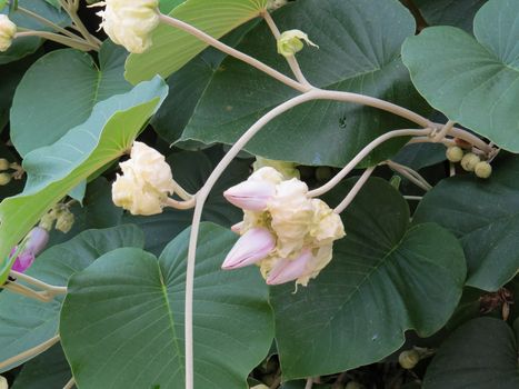 Argyreia nervous. Bouquet of Elephant creeper flower buds, with foliage in the background.