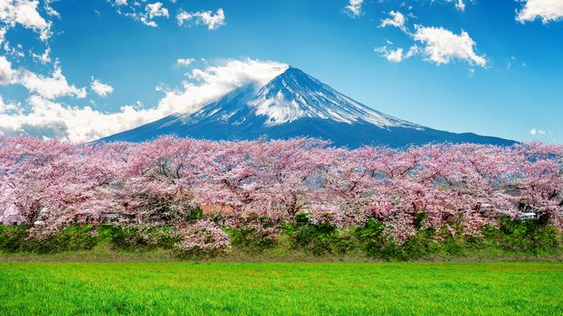 Fuji mountain and cherry blossom in spring, Japan.