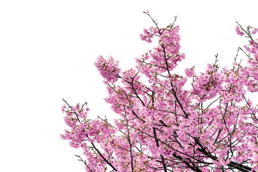 Pink flower, Cherry blossoms tree isolated on white background.