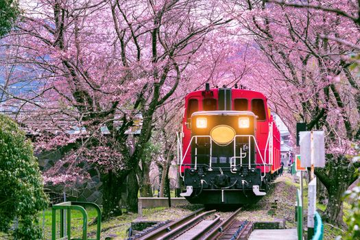 Romantic train runs through tunnel of cherry blossoms in Kyoto, Japan.