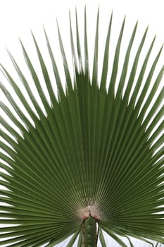 Palm leaf texture. Exotic tree branch.