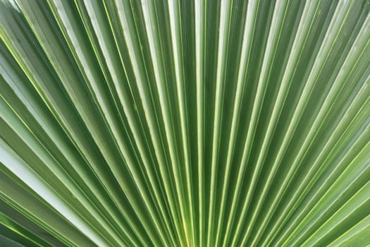 Palm leaf texture. Exotic tree branch background.