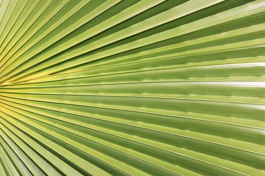 Exotic tree branch background. Palm leaf texture.