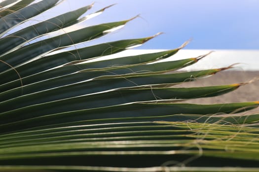 Palm leaf texture. Exotic tree branch. Sea and sky on background.