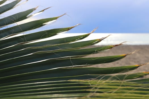 Exotic tree branch. Palm leaf texture. Sea and sky on background.