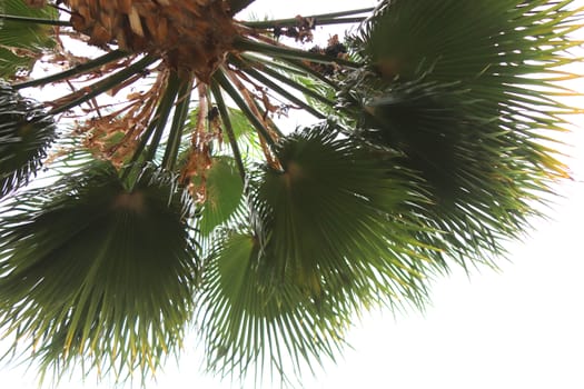 Palm leafs top texture. Exotic palm tree with branches in the sky.