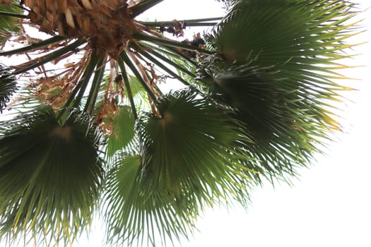 Exotic palm tree with branches in the sky. Palm leafs top texture.