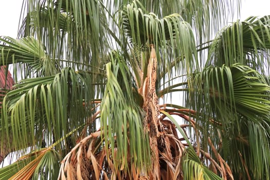 Palm leafs texture. Exotic tree branch background.